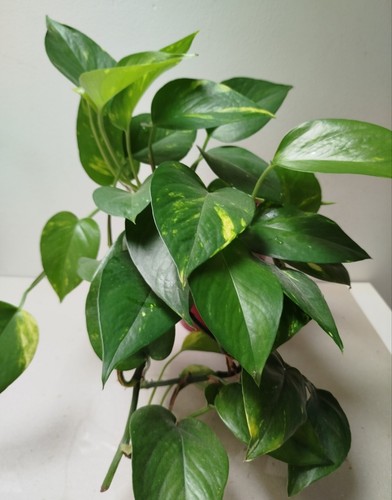 Golden pothos trailing - golden,