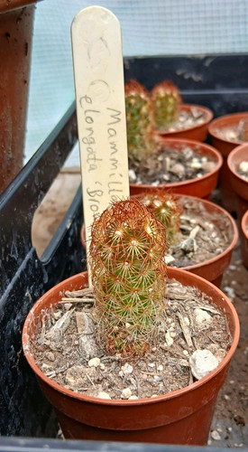 Mammillaria elongata brown - mammillaria, 'brown