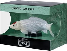 Tancho koi carp enthusiast - carp,