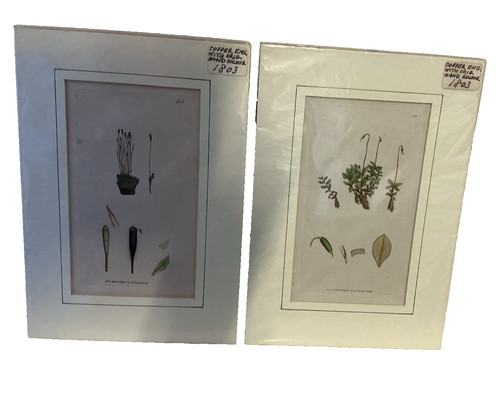 Pair antique botanical - pair, of