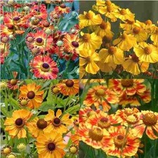 50+ Helenium Autumanl Helena