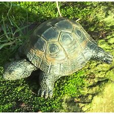 Realistic Tortoise home or