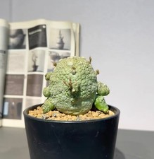 Pseudolithos migiurtinus