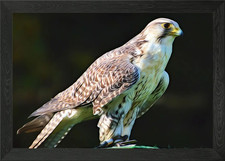 Falcon Framed Wall Art Poster