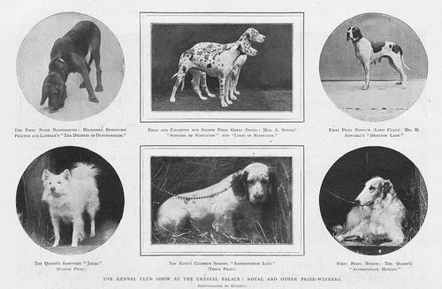 Prize dogs the kennel - prize,