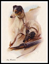 Smooth fox terrier - dogs, lovely