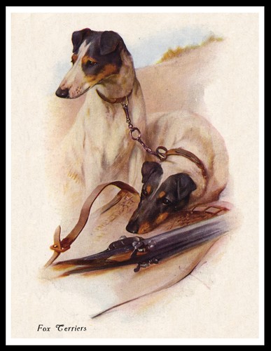 Smooth fox terrier dogs lovely - dogs,