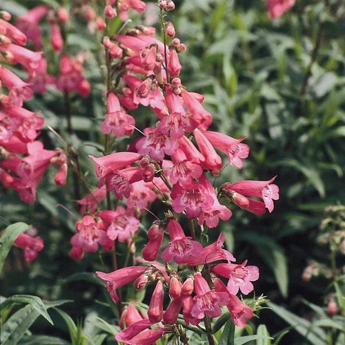 Penstemon hewell pink x - penstemon, hewell’s