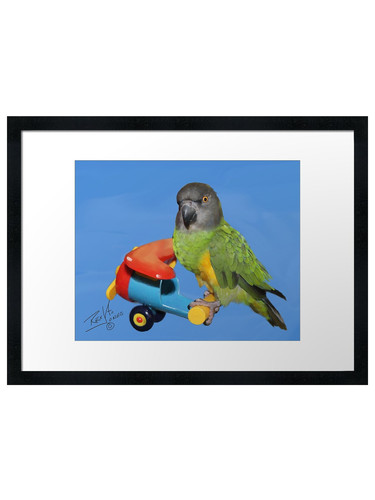 Painting senegal parrot - a,