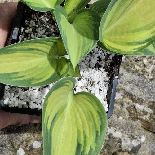 Hosta variety called june - variety, 'june'