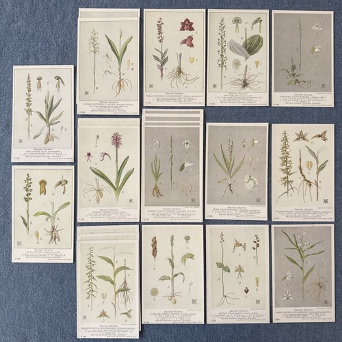 British orchids - orchids,