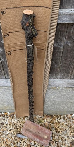 Blackthorn walking stick shank - walking,