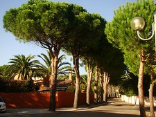 Umbrella pine pinus - pine,,