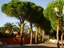 Umbrella Pine, PINUS PINEA, evergreen conifer tree, edible seeds 15-20 cm