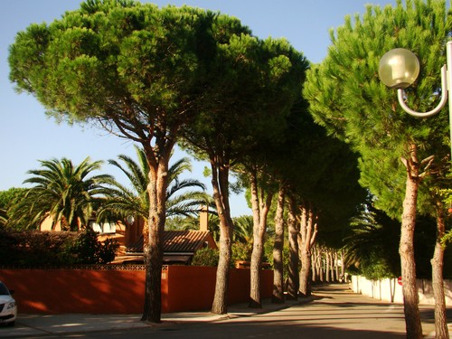 Umbrella pine pinus - umbrella,