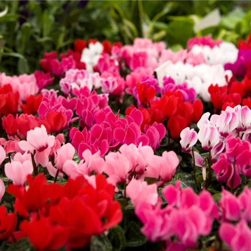 Cyclamen plant mix - mix,