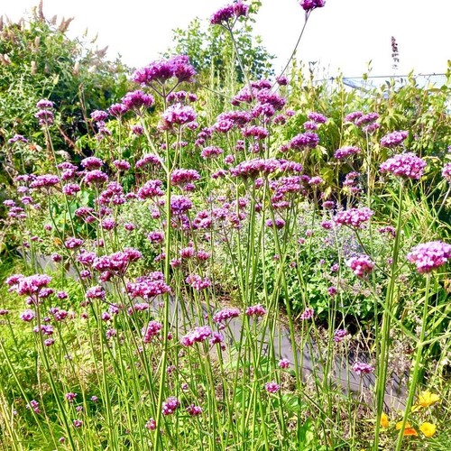 Verbena bonariensis - -,