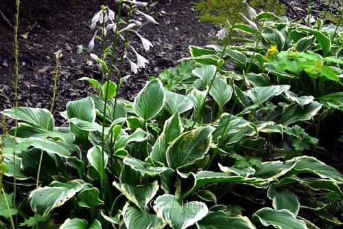 Hosta mediovariegata plantain - mediovariegata,