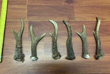 6 X Roe Deer Antler