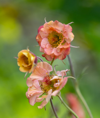 Geum pink petticoats - geum,