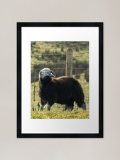 Herdwick Grey (Scratching