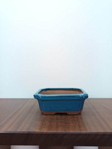 Used traditional bonsai - used, pots