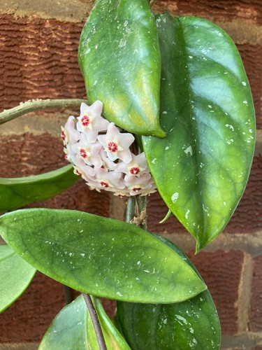 Hoya carnosa indoor - , large