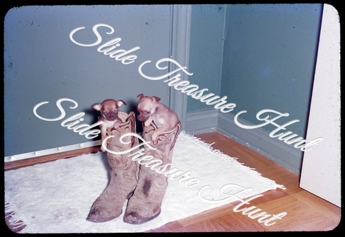 Puppy dogs cowboy - dogs,