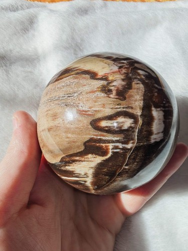 Petrified wood sphere polished - wood,