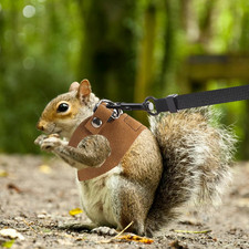 3 Pack Bearded Dragon Harness