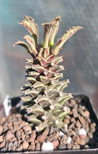 Euphorbia monadenium schubei - euphorbia, /