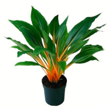 Chlorophytum amaniense (Fire