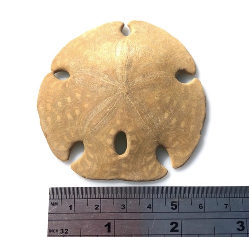 Fossil sea urchin - fossil,