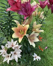 Ten Lilium asiatic Mixed