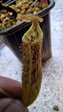 Nepenthes Stenophylla,   Sale
