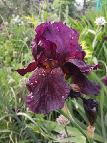 Bearded iris x - iris,