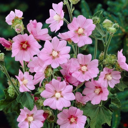 Lavatera rosea tree - 'rosea',