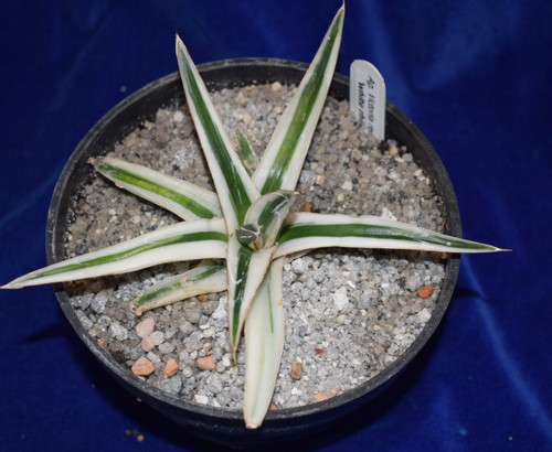 Unique agave white rhino - white,