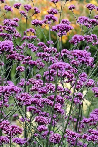 Verbena bonariensis purple - verbena,
