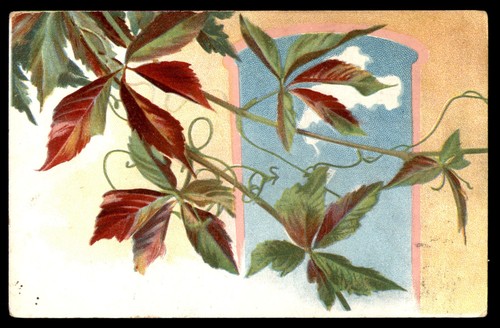 Postcard virginia creeper - virginia,