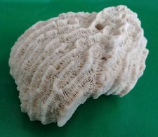 Chunk of White Dead Coral 