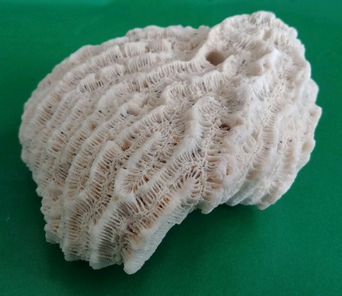 Chunk white dead coral - chunk,