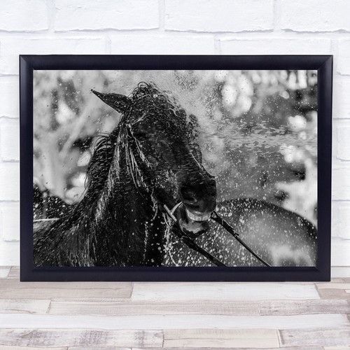 Splash horse horses - splash, b&w