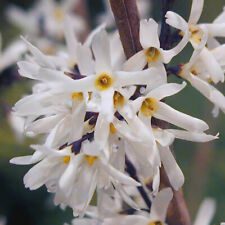 Flowering Shrub, White