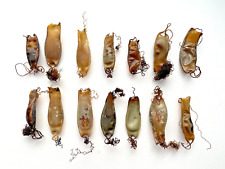 Mermaids Purse, Cat Shark egg case, sea life, marine curiosity, witchcraft  