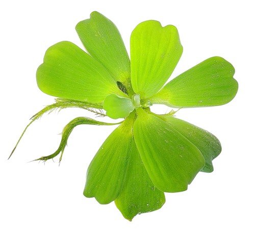 Water lettuce live - 6, x