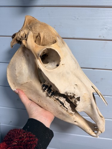 Real horse pony skull - horse,