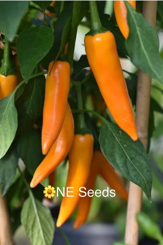 100 genuine bulgarian - ,