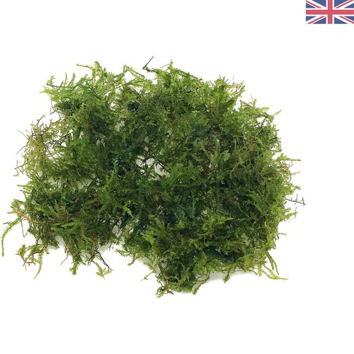 Easy grow 20g christmas - 20g,