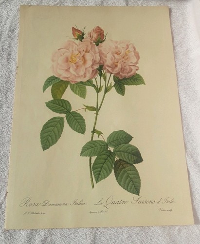 Pierre joseph redoute rosa - pierre,